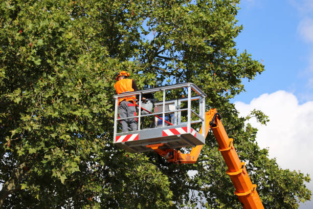 Best Tree Planting Services  in Caro, MI